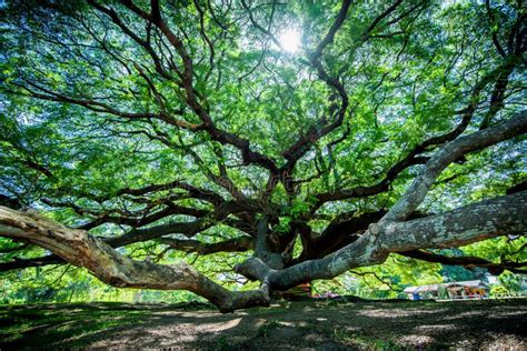 Large Samanea saman tree stock image. Image of long - 117348521