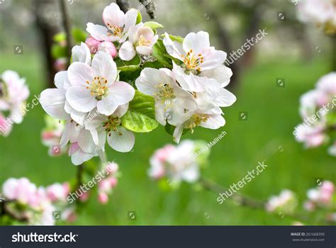 300,194 Apple Tree In Blossom Images, Stock Photos & Vectors | Shutterstock