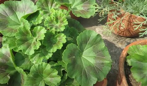 Geranium Garden Ideas - GardenProfy