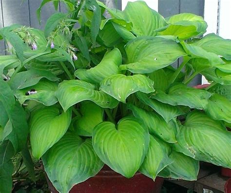 Blog.Sunset Hosta Farm.com: What Are Sun Tolerant Hostas?