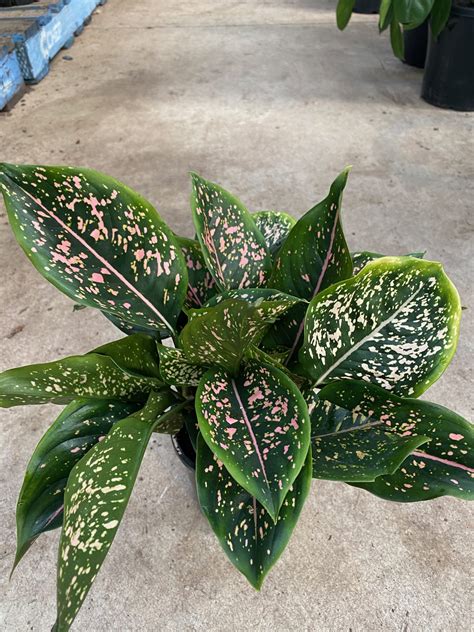 Aglaonema Pink Dalmatian - Westlake Nursery