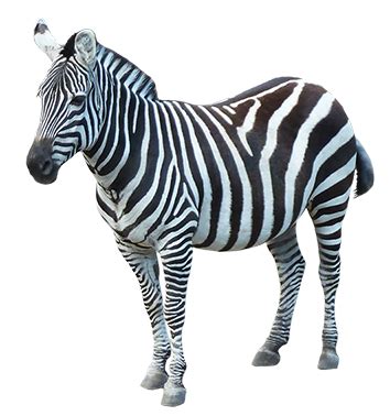 Zebra PNG Transparent Images - PNG All