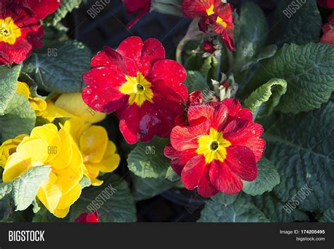 Garden Flower Pot. Tea Image & Photo (Free Trial) | Bigstock