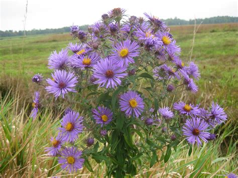 Symphyotrichum (Aster) novae-angliae, New England Aster (FACW) A fall blooming flower. New ...