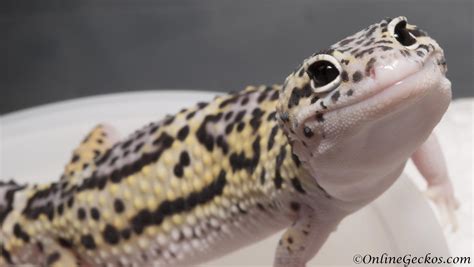 onlinegeckos-leopard-gecko-hatchling-eye-cute - OnlineGeckos.com Gecko Breeder