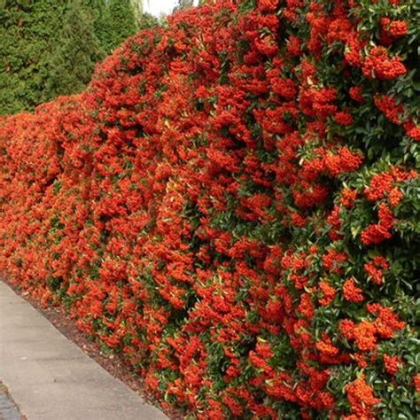 2 x Large Mature Red Pyracantha (Firethorn) Plants/Bushes/Hedges ...