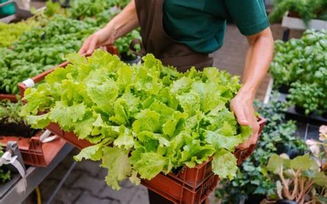 How To Get Started Growing Lettuce In Containers - Gardening Chores