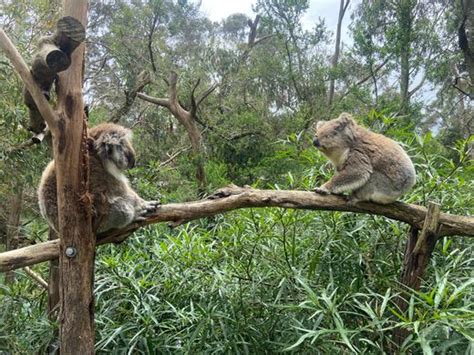 Phillip Island Koala Conservation Reserve – Rhyll, Australia - Atlas ...