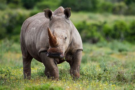 Framed Print - Wild White Rhino (Picture Poster Africa Rhinoceros Animal Art) | Animals, Rhino ...