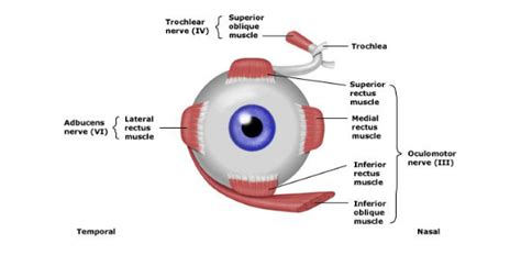 Superior Oblique Muscle Movement