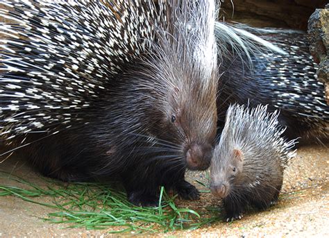 SeaQuest’s Guide to Porcupines - SeaQuest