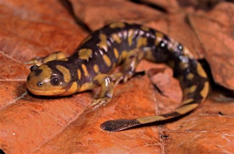 Eastern Tiger Salamander (Ambystoma tigrinum) | March 8th, 2… | Flickr