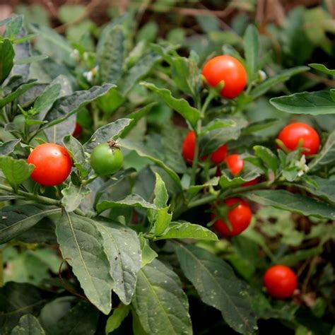 Ashwagandha - Indian Ginseng Seeds (Withania Somnifera) - Ár: €1.95