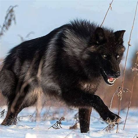 a black wolf running through the snow