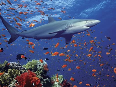 National Geographic Wallpaper: Shark | Shark, Grey reef shark, Salt ...