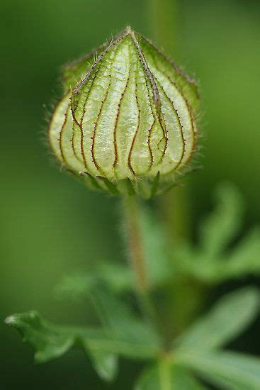 Hibiscus Seed Pod by cdwork | Seed pods, Plants, Planting flowers