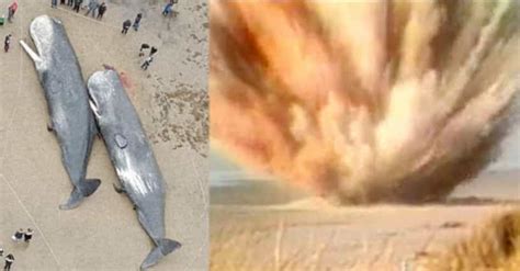 11 Weird Facts About The Whale Explosion In Oregon In 1970