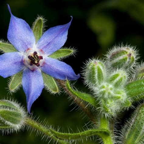 Borage Oil — Botanical Formulations