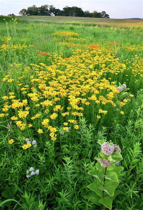 Native Illinois Prairie Flowers / The Peak Of The Prairie Plants To Know And Grow Chicago ...