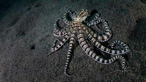 Meet the Mimic Octopus and the Wonderpus - Scuba.com