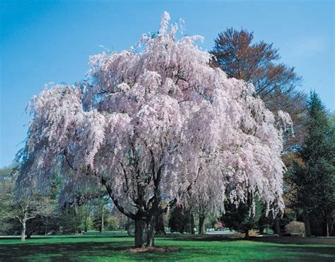 Full View Of Weeping Willow Tree, Pink - Prepared Food Photos, Inc.