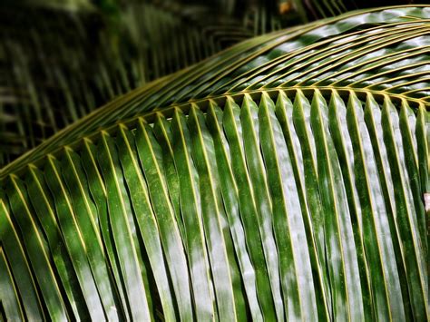 What Are the Things Can Make Use of Coconut Tree Leaves - COCONUT VIETNAM