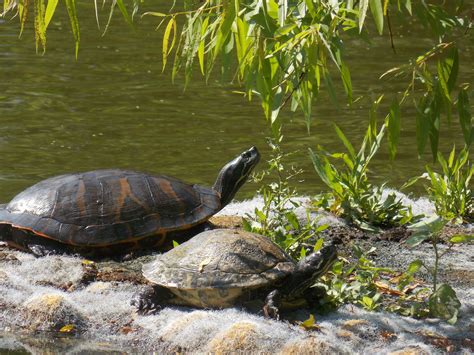 Turtles | Baby animals, Turtle, North america