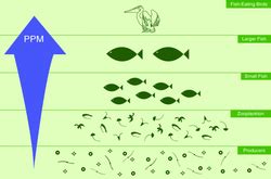 Bioaccumulation - Castell Alun GCSE Core Biology