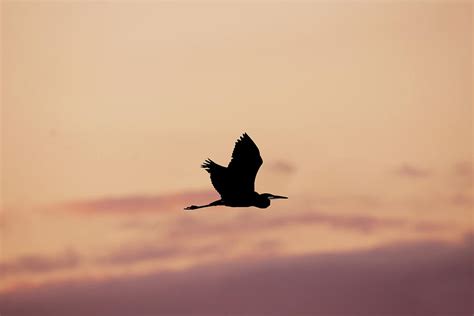 Heron Flying at Sunset Photograph by Judy Tomlinson - Fine Art America