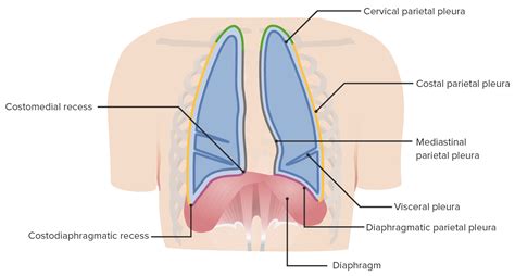 Visceral Pleura