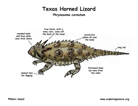 Lizard External Anatomy