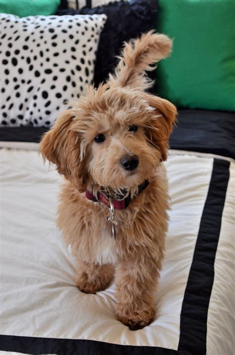 Our Miniature Golden Doodle - Brody Bear! | Cute dogs, Goldendoodle miniature, Cute baby animals