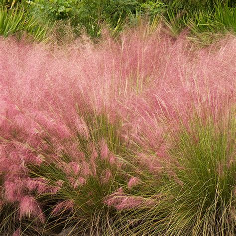 Pink Muhly Grass - VerdeGo