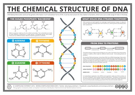 Compound Interest - The Chemical Structure of DNA