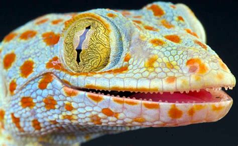 Philippines Tokay Gecko 🦎 The "Little Britain" Lizard