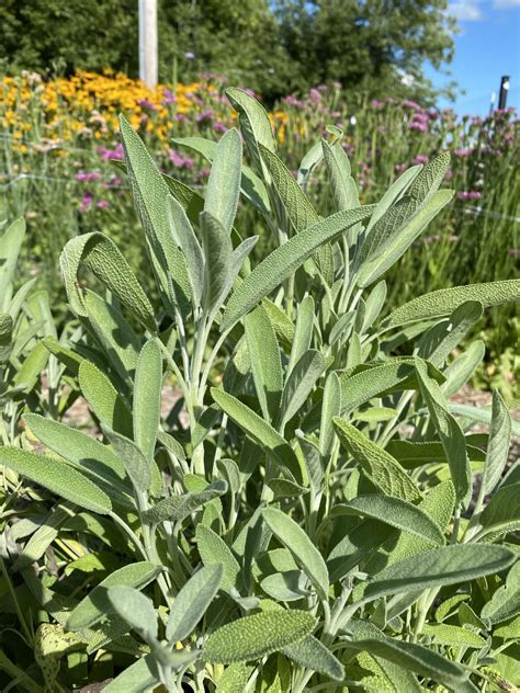 Sage Greens by FlowerBird Farm & Garden