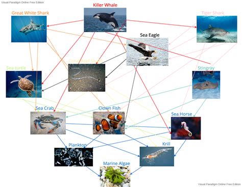 Food Chain Interrelationship Diagram - ACCT375 - Marine Algae Krill Plankton Sea Crab Sea Horse ...