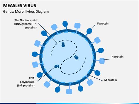 Measles Virus PowerPoint and Google Slides Template - PPT Slides