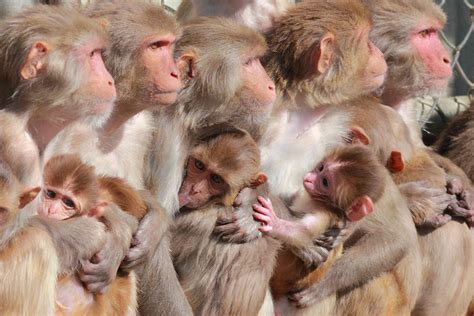 Rhesus macaque - Come See Our World