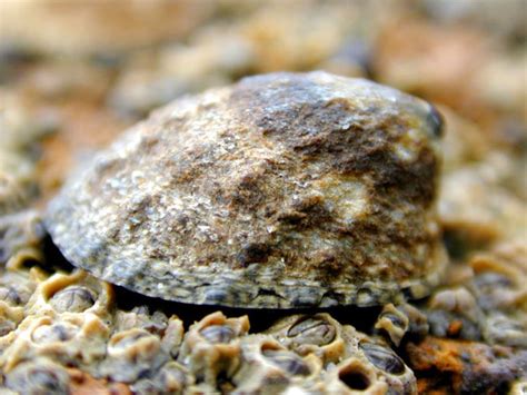 California Tidepools: Splash Zone