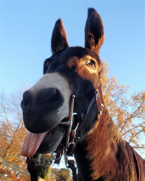 Daisy the Donkey: Daisy Funny face