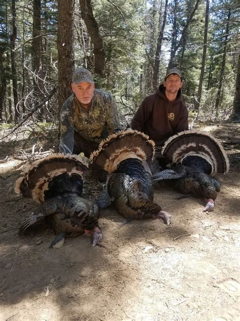 Guided Merriam Hunts | New Mexico Guide and Outfitter