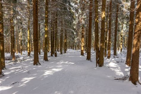 Winter Hiking Trail in the Thuringian Forest Stock Image - Image of high, scenery: 246598147