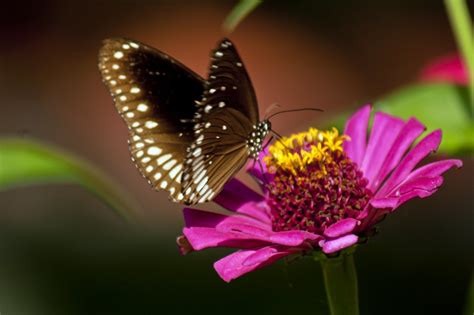 What Kind of Flowers Attract Butterflies? | HubPages