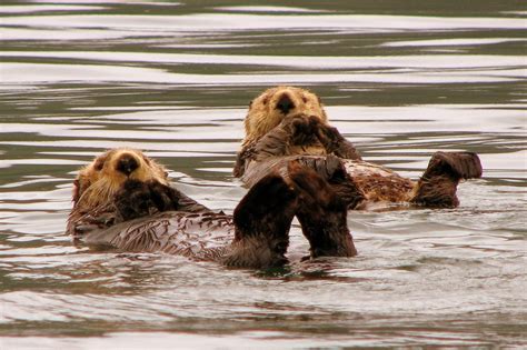 Otters at Seldovia, Alaska. Photo by Cindy Carlson, Colorado | Alaska, Otters, Walrus