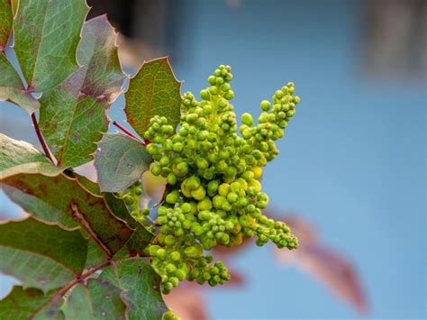 Mahonia Plants: Information On The Care Of Oregon And Creeping Grape Holly