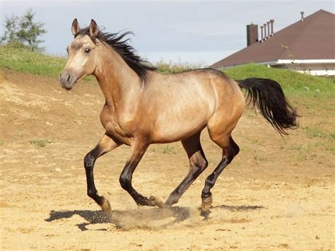 5 Must Know Facts About Dun Horses - Seriously Equestrian | Horse coat ...