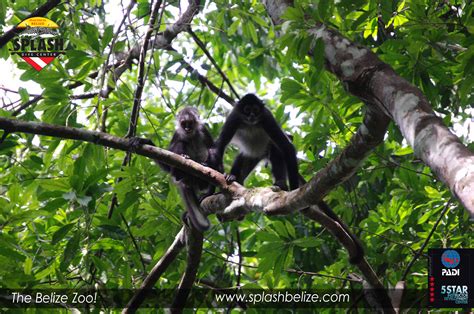 The Belize Zoo | An Introduction to Belize’s Wildlife - Belize