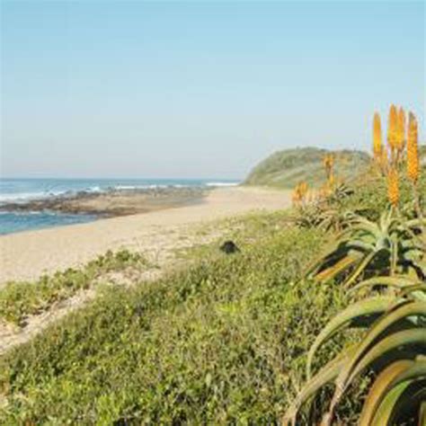 Coastal Dune Restoration - Conservancies KZN