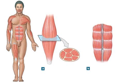 Print human anatomy chapter 9 flashcards | Easy Notecards